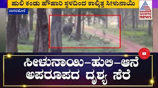 Nagarahole: ಸಫಾರಿಗೆ ತೆರಳಿದ್ದ ಪ್ರವಾಸಿಗರ ಮೊಬೈಲ್ ನಲ್ಲಿ ಅಪರೂಪದ ದೃಶ್ಯ ಸೆರೆ | Tiger | Kannada News