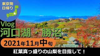 【旅行Vlog】新宿から約90分で着く秘境。 河口湖・勝沼 東京発日帰り 2021年11月中旬『紅葉真っ盛りの山梨を目指して』