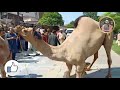 BIG CAMEL QURBANI 2021 GUJRANWALA CANTT