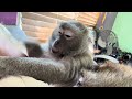 Pet Friendly Pet Human and her ASMR Monkey