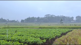 Rain Sound with Gentle Breeze in the Fields: Calming White Noise