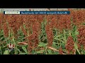 armoor farmers in concern with lack of minimum support price for red jowar crop v6 news