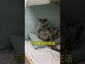 猫 猫咪 孩子大了，也懂事了，终于知道孝顺爸爸了