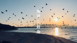 【4K】海岸と野鳥-鍋松原海岸-Kumamoto,Japan