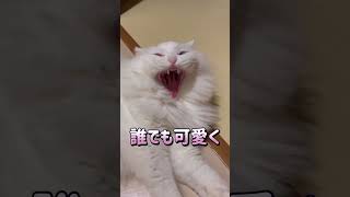 床でひっくり返ると〜💖【猫動画】 #shorts #cat #cute #サイベリアン #白猫