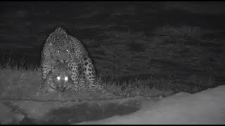 Djuma: Leopards-Tingana and NEW female(possibly Luna from Buffelshoek) mating pair- 02:06 - 10/07/19