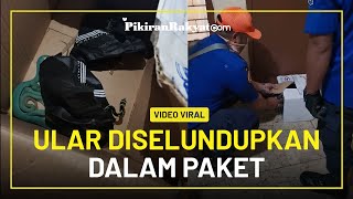 Video Viral! Ular Diselundupkan dalam Paket Berisi Piala yang Hendak Dikirimkan ke Luar Negeri