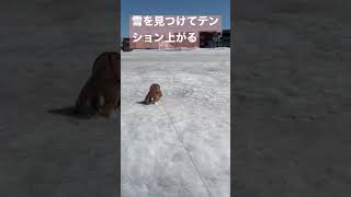 雪をみてテンション上がるトイプードル #トイプードル #shorts  #雪解け