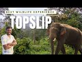 Topslip Pollachi - Elephant Camp | Best Wild Life Experience | #gopiholidays #topslip #elephantcamp