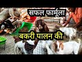 एक-एक बातों का ध्यान रखना होगा, तभी चलेगा ,बकरी फार्म | bakri palan kaise karen | bakri farm