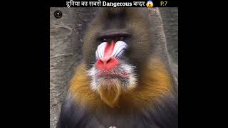 The most dangerous monkey in the world| 🌍|#animals#facts #shorts_#amazing