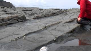 Kilve Faults