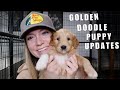 UPDATE ON OUR LITTER OF 11 GOLDENDOODLE PUPPIES