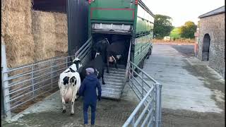 Delivery of fresh calved \u0026 in calf cows to Antrim \u0026 Louth