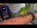 the biggest locust in the world breeding of siliquofera grandis in a terrarium