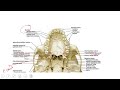 hardpalate maxilla palatine bone blood supply epithelium nerve supply lymphatics