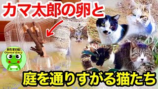 カマキリ日記#46 カマ太郎の卵の管理状態と、庭を通りすがるノラ猫たち【byおたま日記】