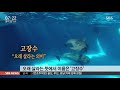 국내 유일 새끼 돌고래 7개월 만에 언론 첫 공개 sbs