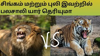 சிங்கம் மற்றும் புலி இவ்விரண்டில் பலசாலி யார் தெரியுமா