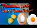 Fenomena Aneh Telur dalam Telur: Bagaimana Bisa Terjadi?