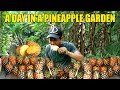 VLOG: A day in a Pineapple Garden Hmarkhawlien | World Sweetest Pineapple | 22 June 2019