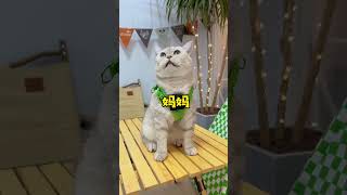 小猫咪变脸还挺快。这年头的小猫咪越来越小气啦 #cat #宠物生活 #pets