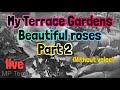 My terrace gardens live part 2