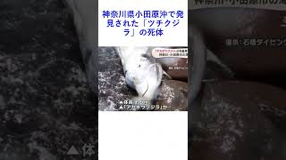 神奈川県小田原沖で発見された「ツチクジラ」の死体