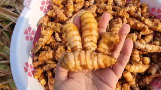 Homegrown Turmeric|Organic Turmeric|Pasupu Panta|Feb Harvest 2021|RcFarmstead