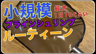 【ブラインシュリンプ】小規模孵化ルーティーンの紹介です。ベトナム産使用