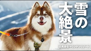 雪に大興奮！冬の白馬岩岳マウンテンリゾート【シベリアンハスキー】