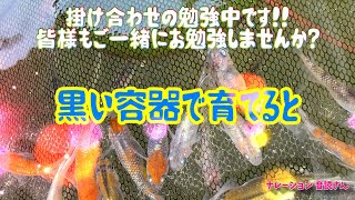 【メダカ】黒い容器で育てると・・・