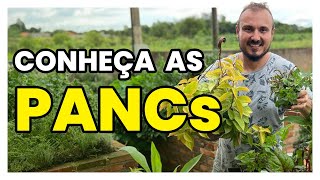 Planta de comer? Conheça as PANCs e aprenda como cultivar