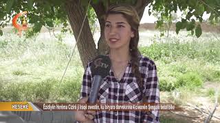 HESEKÊ | Êzidiyên Herêma Cizîrê ji Iraqê xwestin, ku biryara darvekirina 4 ciwanên Şengalê betal bik