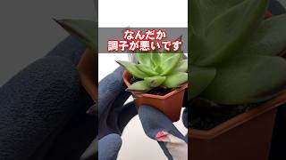 多肉植物の根腐れを復活させる！エケベリア #多肉植物