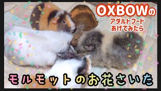 【モルモット】OXBOWのアダルトフードを新しく買って来たので、あげてみました🐹