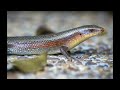 അരണ നമ്മുടെ വീട്ടിലെ നിത്യ സന്ദർശകൻ mabuya the indian forest skink sphenomorphus indicus