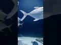 underwater fish subhanallah shorts