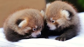 Cute baby animal alert! Zoo welcomes twin red panda cubs