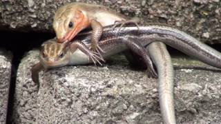 ambient! controversial! KINKY SKINKS! XXX rated reptilian sex \u0026 FOREPLAY! lizard style