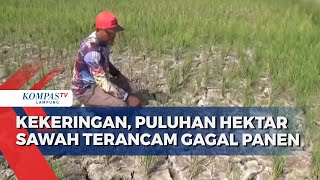 Kekeringan, Puluhan Hektar Sawah Terancam Gagal Panen