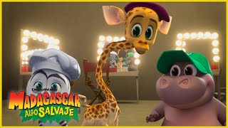 ¡Fiesta con baile en el zoológico! | DreamWorks Madagascar en Español Latino