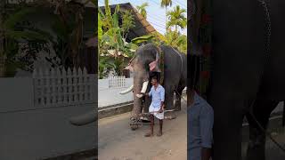 ഈ ഗജനിരയുടെ പേര് പറയാമോ | kerala elephant | ആന പാപ്പാൻ | Thrissur വടക്കുംനാഥൻ