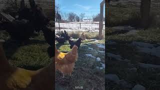 Melty snow! #chickens #backyardchickens #winter #foraging