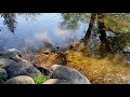 鴨の親子（水上編）@中島公園 札幌市