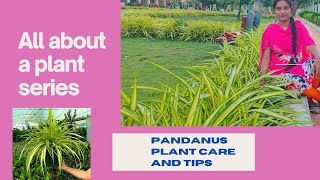 96- All about a plant series #Pandanus plant care and growing tips #terracegarden