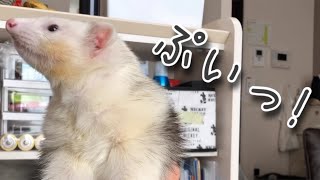 フェレットの可愛い悪戯の瞬間！【飼い主は見た①】はじめての多頭飼いferret#31