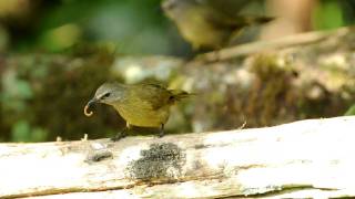 Flavescent Bulbul