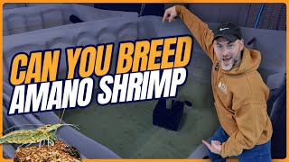 Amano Shrimp | Ultimate Amano Care Guide [Shrimp Saturday]