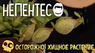 Непентес НАСЕКОМОЯДНОЕ растение. Ухаживаем за этим хищником. БотаникLIVE